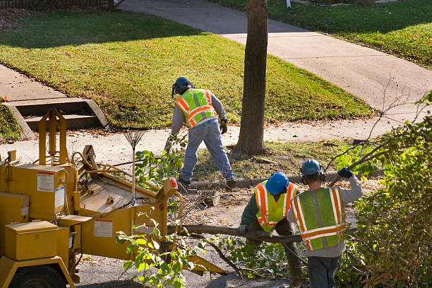 Professional Tree Services in Saegertown, PA